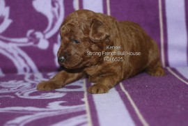 Crvena Toy Pudla stenci, Apatin