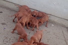 Madjarska Vizla stenci na prodaju, Bačka Palanka