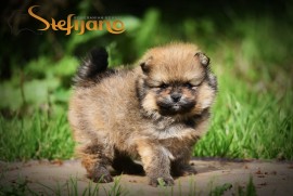 Pomeranac BOO medvedići, Pomeranski Špic štenci, Loznica
