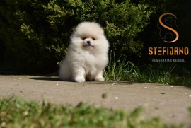 Pomeranac BOO medvedići, Pomeranski Špic štenci, Loznica