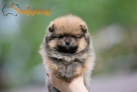 Pomeranac BOO medvedići, Pomeranski Špic štenci, Loznica