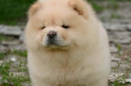 Chow chow-cau cau, Valjevo