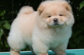 Chow chow-cau cau, Valjevo