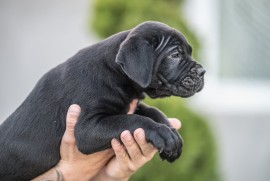 CANE CORSO prelepi štenci, Loznica