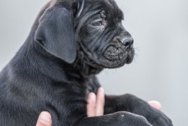 CANE CORSO prelepi štenci, Loznica