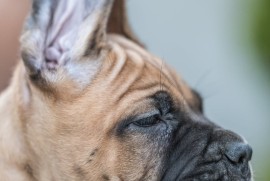 CANE CORSO prelepi štenci, Loznica