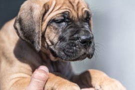 CANE CORSO prelepi štenci, Loznica