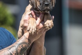 CANE CORSO prelepi štenci, Loznica