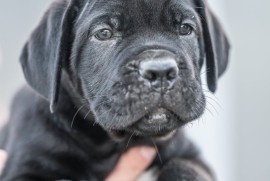 CANE CORSO prelepi štenci, Loznica