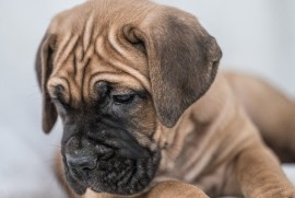 CANE CORSO prelepi štenci, Loznica