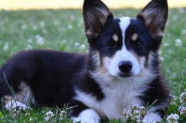 Velški korgi/Welsh Corgi Pembroke, Valjevo