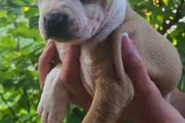 Pitbull štenci , Inđija