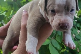 Pitbull štenci , Inđija