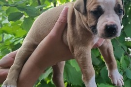 Pitbull štenci , Inđija