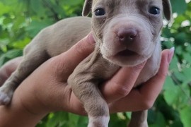 Pitbull štenci , Inđija