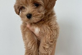 Zdravi štenci maltipooa, Aleksinac