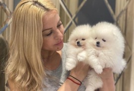 Visokokvalitetni štenci pomeranskog špica, Barzilovica