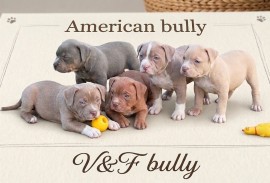 American bully pocket lilac štenci, Beograd