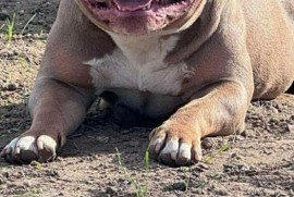 American bully pocket lilac štenci, Beograd