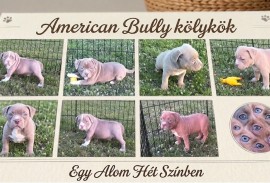 American bully pocket lilac štenci, Beograd