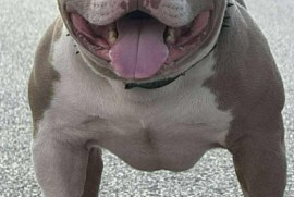 American bully pocket lilac štenci, Beograd