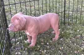 American bully pocket lilac štenci, Beograd