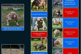 American bully pocket lilac štenci, Beograd