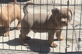 American bully pocket lilac štenci, Beograd