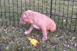 American bully pocket lilac štenci, Beograd