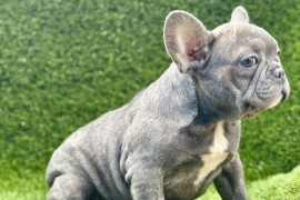 Francuski buldog, Novi Sad