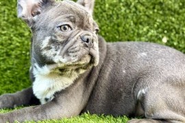 Francuski buldog, Novi Sad