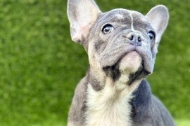 Francuski buldog, Novi Sad