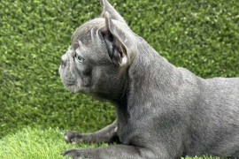 Francuski buldog, Novi Sad
