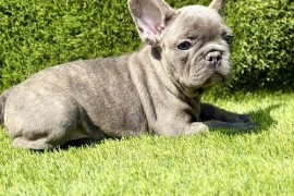 Francuski buldog, Novi Sad