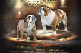 Engleski Buldog, Beograd