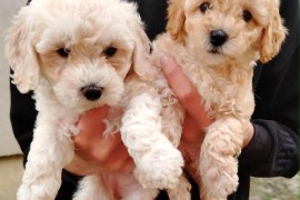 Maltipoo štenci  , Čelarevo