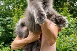 Maine Coon mačići, Kućni ljubimci, Mačke i mačići, Kragujevac
