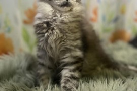 Maine Coon mačići, Kućni ljubimci, Mačke i mačići, Kragujevac