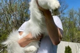 Maine Coon mačići, Kućni ljubimci, Mačke i mačići, Kragujevac