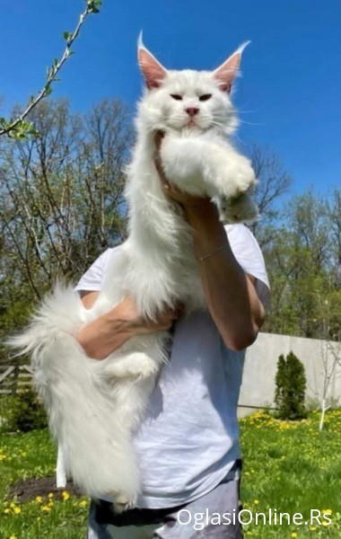 Maine Coon mačići, Kućni ljubimci, Mačke i mačići, Kragujevac