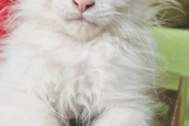 Maine Coon mačići, Kućni ljubimci, Mačke i mačići, Kragujevac