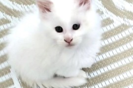 Maine Coon mačići, Kućni ljubimci, Mačke i mačići, Kragujevac