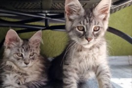Maine Coon mačići, Kućni ljubimci, Mačke i mačići, Kragujevac