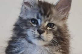 Maine Coon mačići, Kućni ljubimci, Mačke i mačići, Kragujevac
