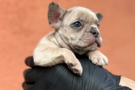 Egzotični Francuski buldog – štenci TOP kvaliteta, Kragujevac