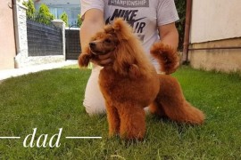 Crvena mini patuljasta pudla, Beograd