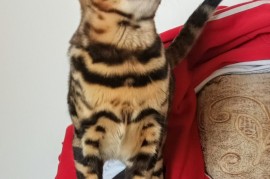 MMaestro_bengal macici, Kućni ljubimci, Mačke i mačići, Beograd