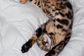 MMaestro_bengal macici, Kućni ljubimci, Mačke i mačići, Beograd
