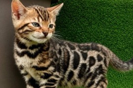 MMaestro_bengal macici, Kućni ljubimci, Mačke i mačići, Beograd