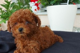 Toy teacup crvena pudla, Beograd